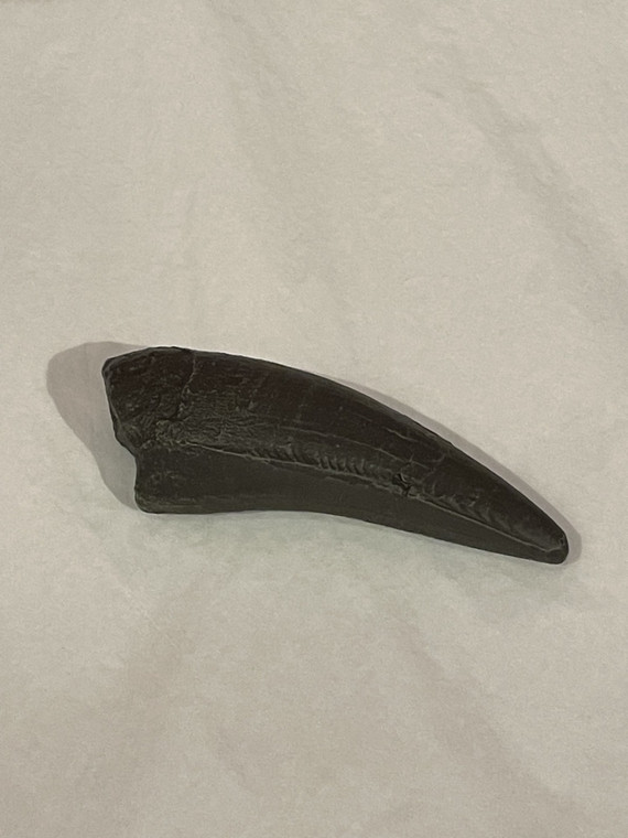 An image of the T.rex maxillary tooth replica. Dark in color, this measures 5 inches long, and is two inches wide at its base.