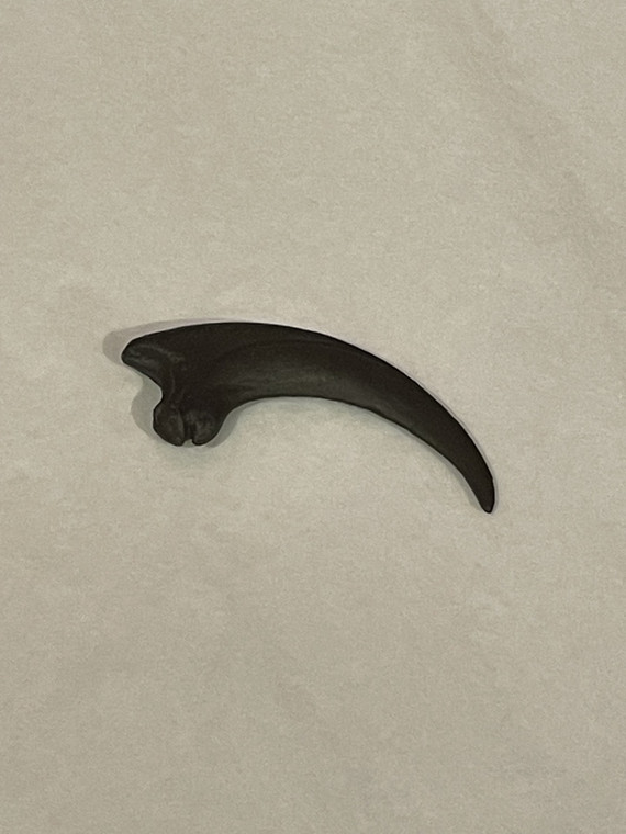 An image of the Deinonychus killing claw replica. Dark in color, it measures 3 inches.