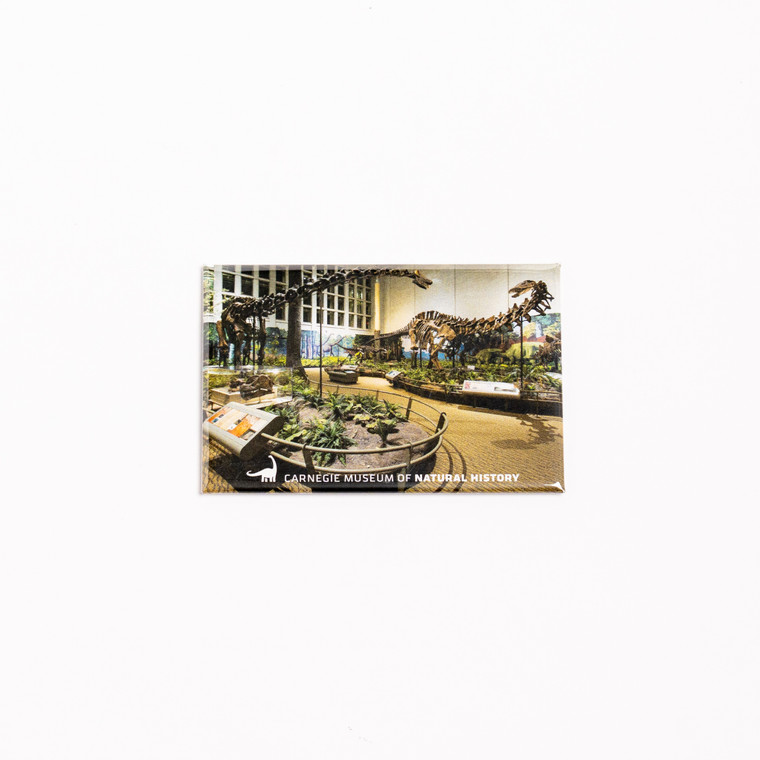 Diplodocus and Apatosaurus fossil mounts in the Dino Hall