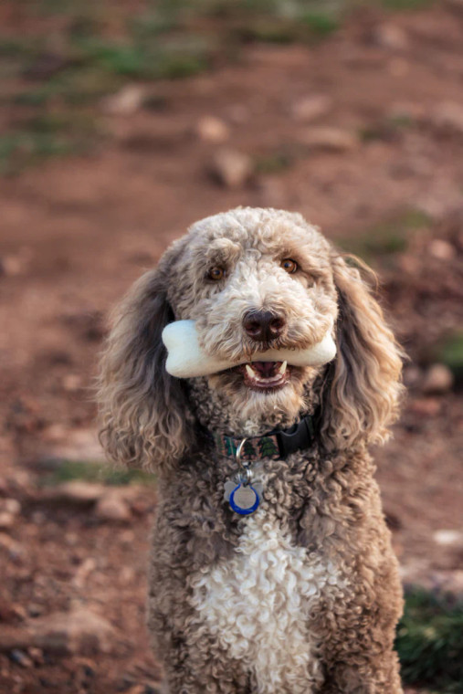fluffy dog holding a bone toy in his mouth