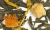 Citrus Cream Green Tea Loose-Leaf Blend