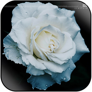 Scarlxrd Rxse Album Cover Sticker Scarlxrd Rxse Album Cover Sticker