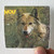 Darryl-Ways-Wolf-Canis-Lupus-Album-Cover-Sticker