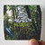Dead-Meadow-Old-Growth-Album-Cover-Sticker Dead-Meadow-Old-Growth-Album-Cover-Sticker