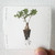 So Percussion Let The Soil Play Its Simple Part Album Cover Sticker