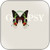 Gypsy Antithesis Album Cover Sticker