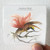 Andrew-Bird-Fitz-And-The-Dizzyspells-Album-Cover-Sticker Andrew-Bird-Fitz-And-The-Dizzyspells-Album-Cover-Sticker