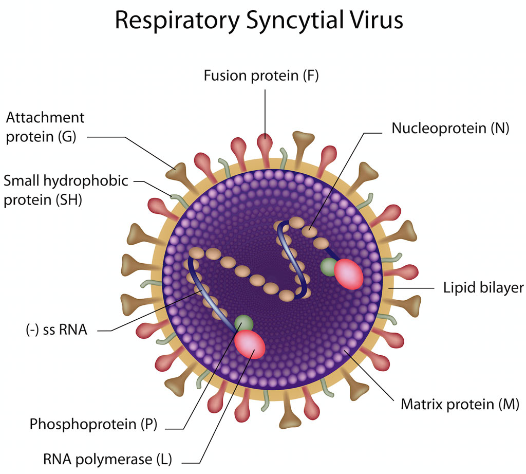 Respiratory Syncytial Virus Diagram