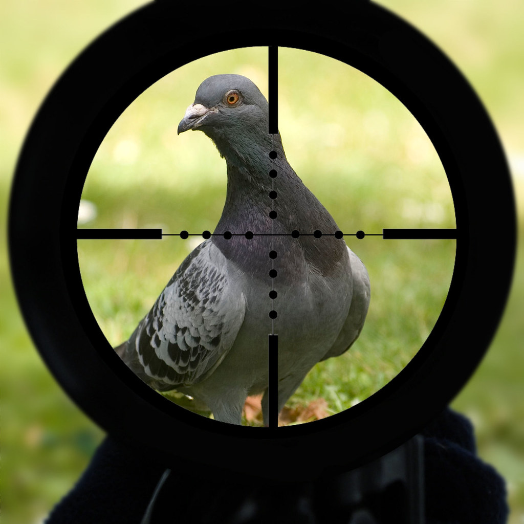 pigeon.jpg pigeon.jpg