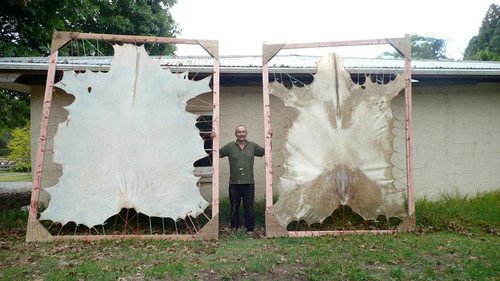 David with his hides that he makes into drums.