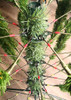 180cm 6ft Norway Spruce Traditional Hinged Christmas Tree 680 tips