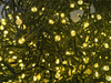 LED solar warm white fairy lights green wire