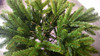 Subalpine Fir Traditional Christmas Pencil Tree