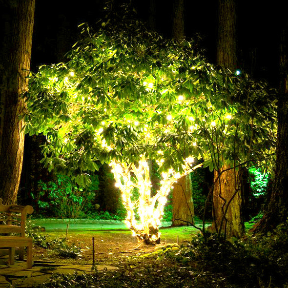 LED warm white fairy lights green wire