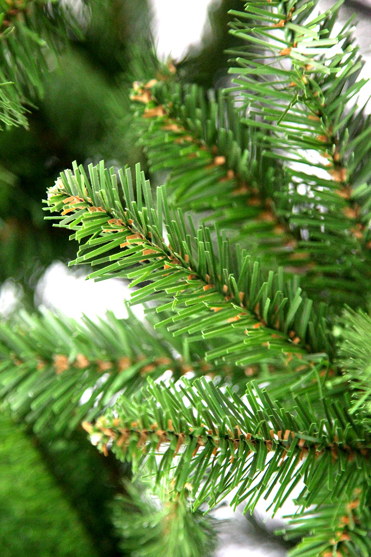 subalpine-fir-pencil-christmas-tree4.jpg