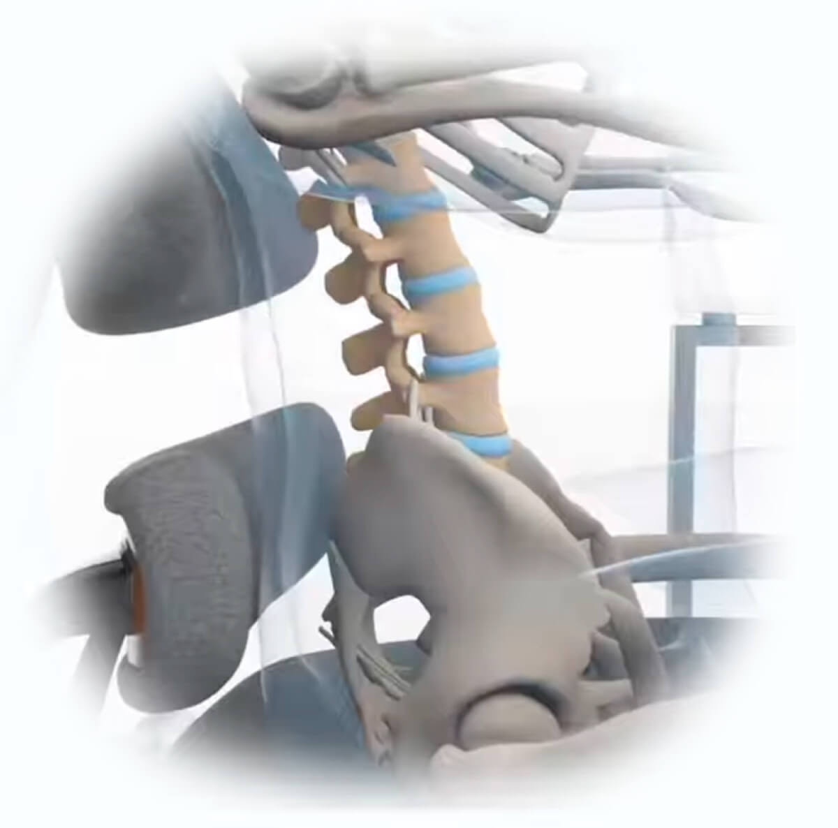 Anatomical illustration showing Anthros independent pelvic and upper-back supports alongside the seated spine