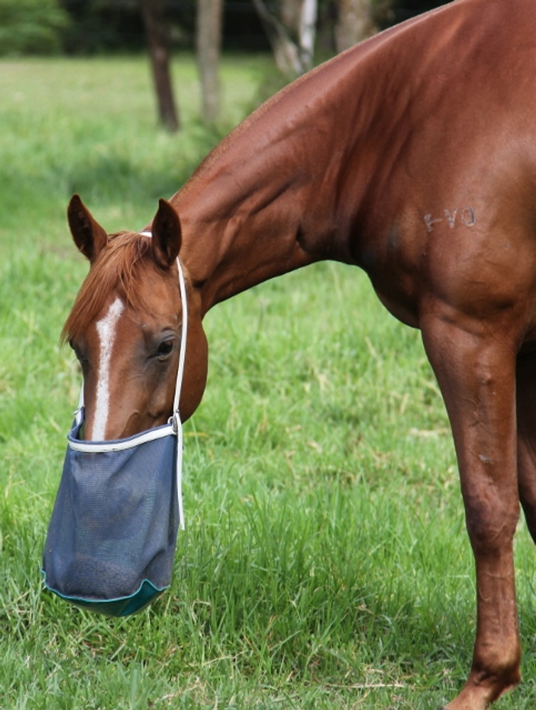 Nosebag Double Dan Horsemanship Pty Ltd Store