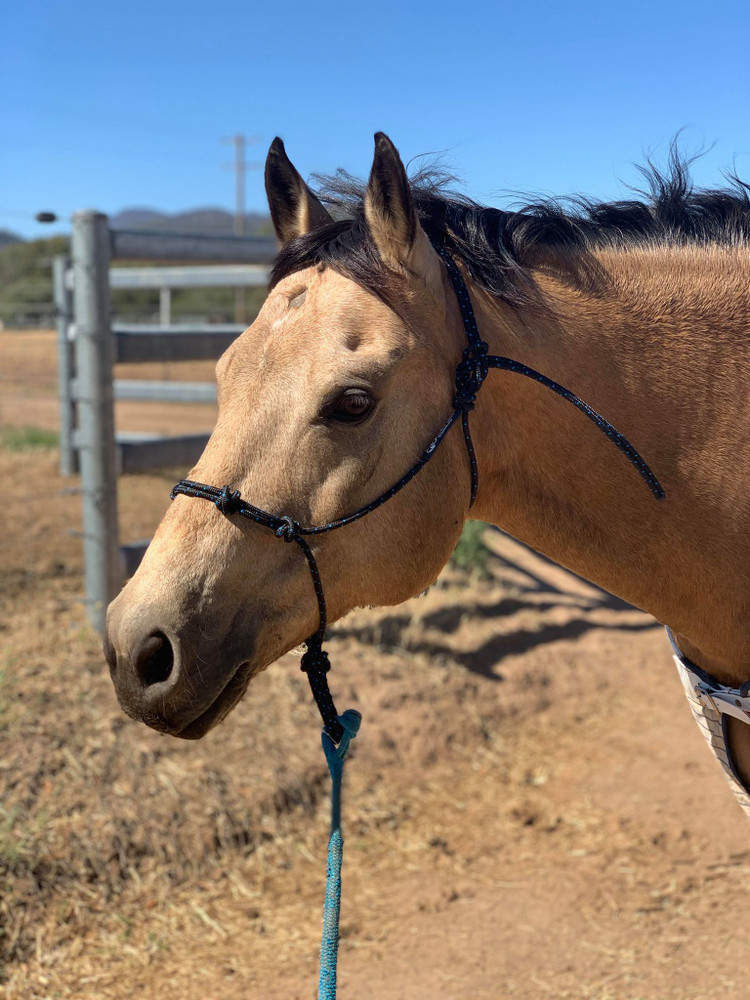 Full 4-knot training halter (lead sold separately)