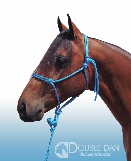 Blue 8mm cob halter (lead sold separately)