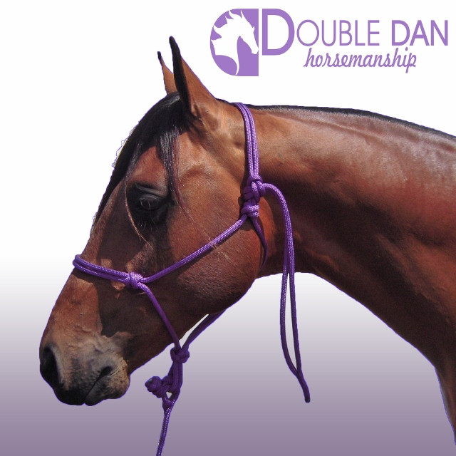 Purple 8mm cob halter (lead sold separately)