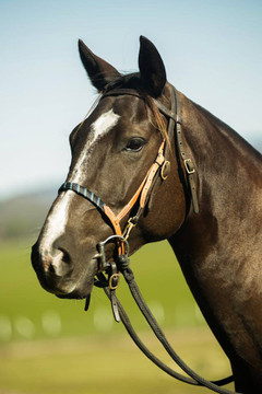 Snaffle Dee Bit