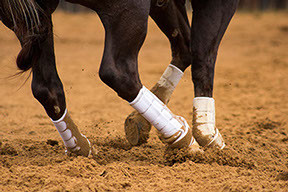 The extra height of this new boot will help to save the upper suspensory ligament from injury during these strenuous performance maneuvers. The Iconoclast® Extra Tall Orthopedic Sport Boots features four upper straps in addition to our patented Double Sling Straps® which wrap around the base of the fetlock, lifting and cradling it with unparalleled 360-degree lateral support. Iconoclast® Boots provide properly balanced support to the vertically moving tissue of the equine leg.