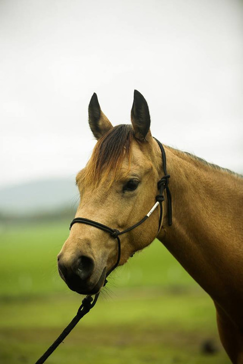 Black cob training halter