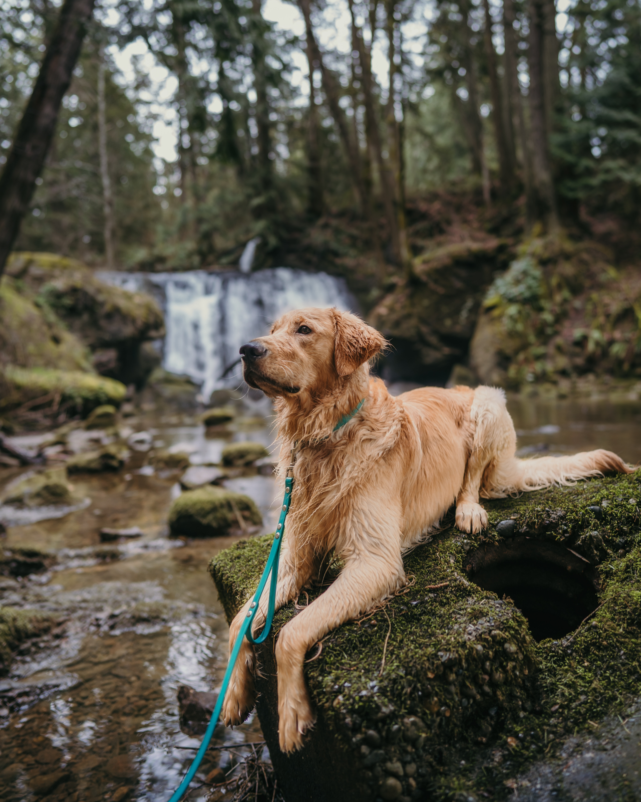 Waterproof Leashes