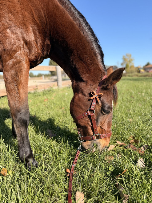 BioThane® Equine Halter + Lead Set