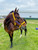 BioThane® Equine Halter + Lead Set