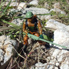 1984 GI Joe Roadblock Complete getting to his next position