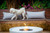 EcoSmart Fire EcoSmart MIX 850 Portable Fire Pit  EcoSmart Fire EcoSmart MIX 850 Portable Fire Pit