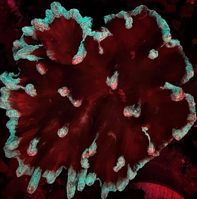 Two Color Pectinia Coral