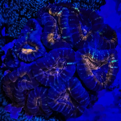 Red and Blue Lobo Colony