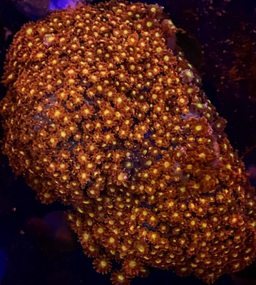 Red Micro Goni Full Colony