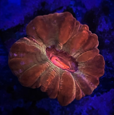 Red and Gold Cynarina