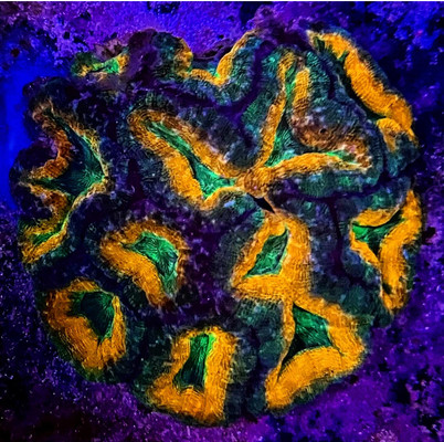 Orange and Green Lobo Colony