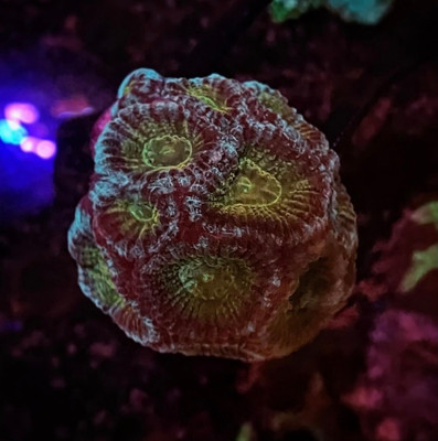 SpongeBob  Favia Frag