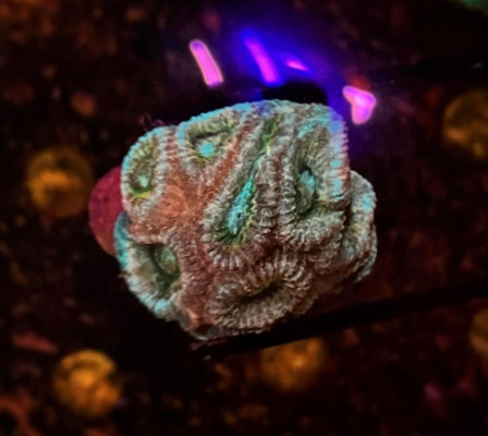 Copper and Green Favia Frag