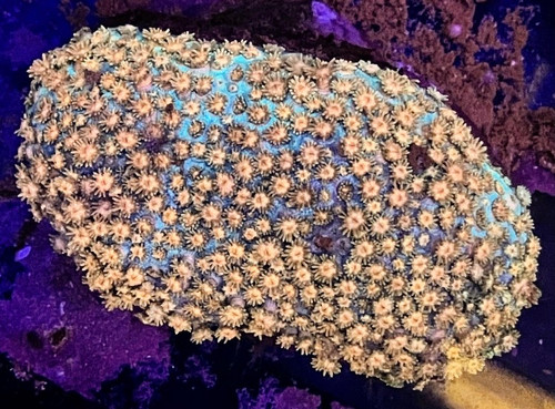 Pink and Blue Goni Colony