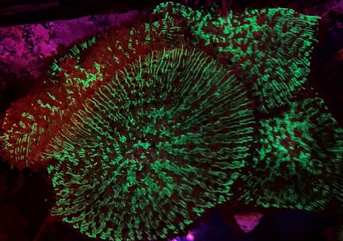 Green Hairy Mushroom Colony