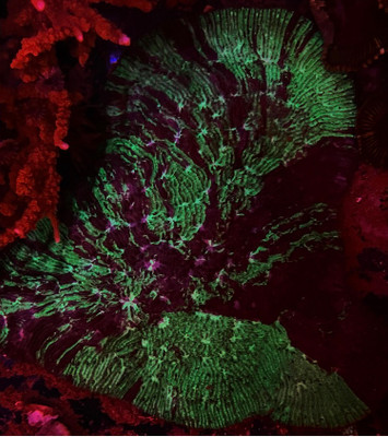 Purple and Green Lithophyllion Show Colony