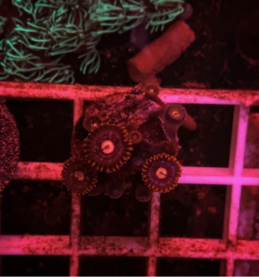 Assorted Zoanthid Frag #1