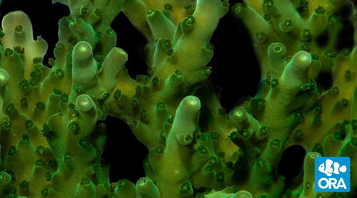 Green Velvet (Acropora sp.)
