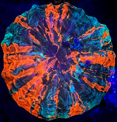 Rainbow Acanthophyllia