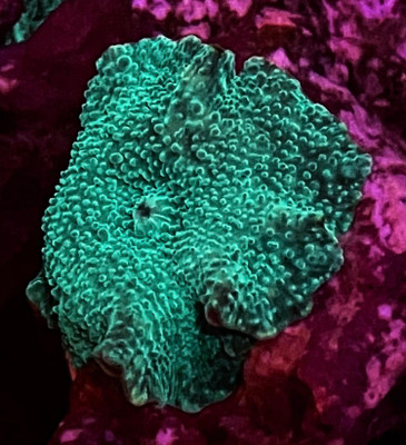 Green Discomosa Mushroom