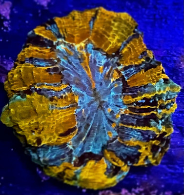 Orange and Teal  Acanthophyllia