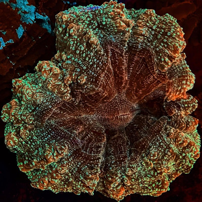 Peach Glitter Bomb Acanthophyllia