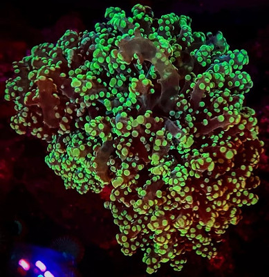 Green Octopsawn Colony