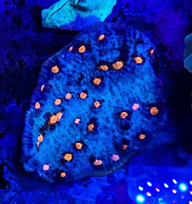 Blue and Orange Chalice